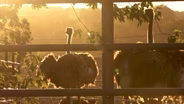 Danville Ostrich Farm Offering Options for Alpha-Gal Patients