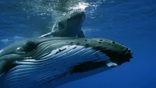 Mother Humpback Protects Calf From Males