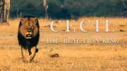 Cecil, The Real Lion King