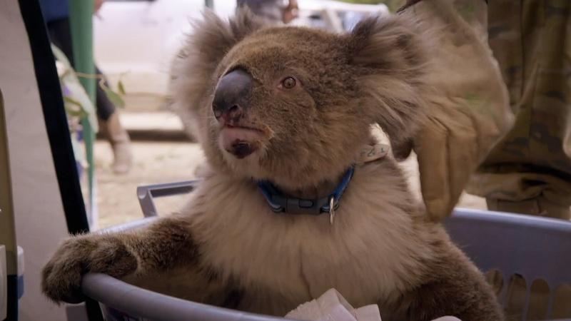 Former Divide veterinarian working with orphaned koala bears in