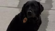 Canine Follows Her Nose to Detect How Fire Starts