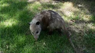 Virginia Opossum