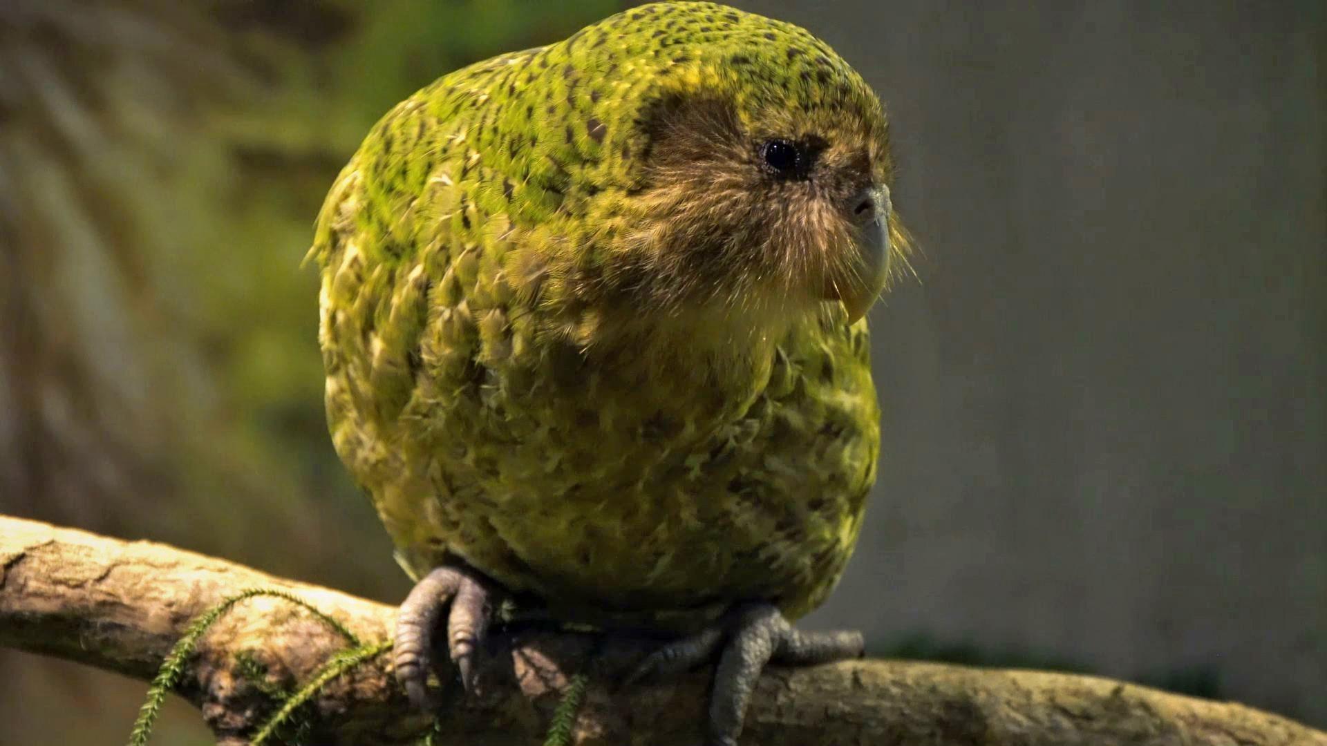 Creature Clip: Kākāpō