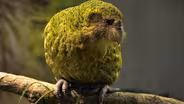Creature Clip: Kākāpō