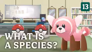 What is a Species?