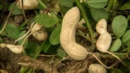 Virginia’s Heritage Crops