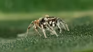The Secrets of Spider Seduction