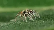 The Secrets of Spider Seduction