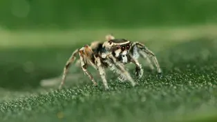 The Secrets of Spider Seduction