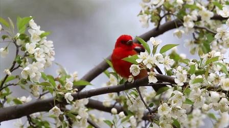 Video thumbnail: Chicago Tonight Where Have the Wild Birds Gone? 3 Billion Fewer Than 1970