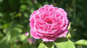 Video thumbnail: Volunteer Gardener Volunteer Gardener 2703