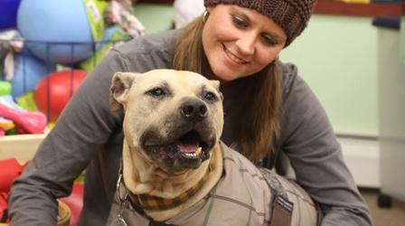 Video thumbnail: Animal Talk Handsome Dan's Rescue