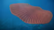 How We Identified One of Earth’s Earliest Animals