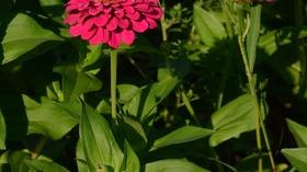 Video thumbnail: Central Texas Gardener Sedges, Sages & Sedums for Sun to Shade