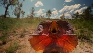 The Mating Ritual of Frilled Lizards