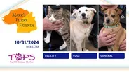 10/31/2024 | Felicity, Yugi and General | Mark's Furry Friends | Web Extra