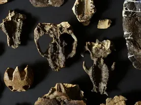 How Fossilized Plants Tell Us About the Evolution of Animals