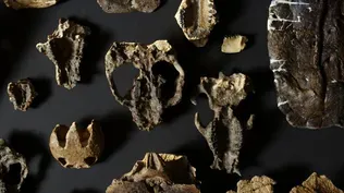 How Fossilized Plants Tell Us About the Evolution of Animals