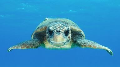 Sea Turtle Films Surprising Discoveries