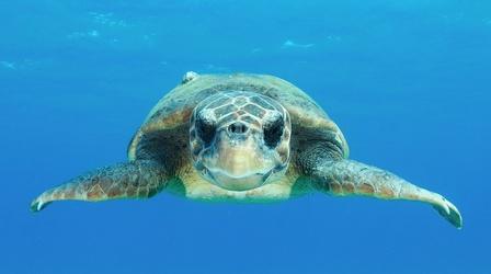 Video thumbnail: Nature Sea Turtle Films Surprising Discoveries