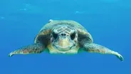 Sea Turtle Films Surprising Discoveries