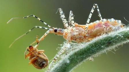 Video thumbnail: Deep Look You Can’t Unsee the Assassin Bug’s Dirty Work