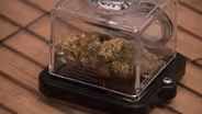 Push to raise state fees on legal marijuana on hold