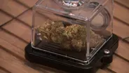 Push to raise state fees on legal marijuana on hold