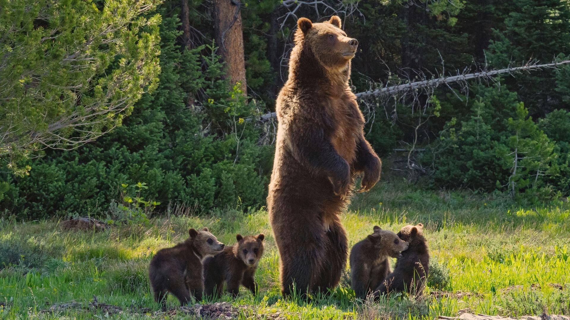 Grizzly 399 and her 4 bear cubs.