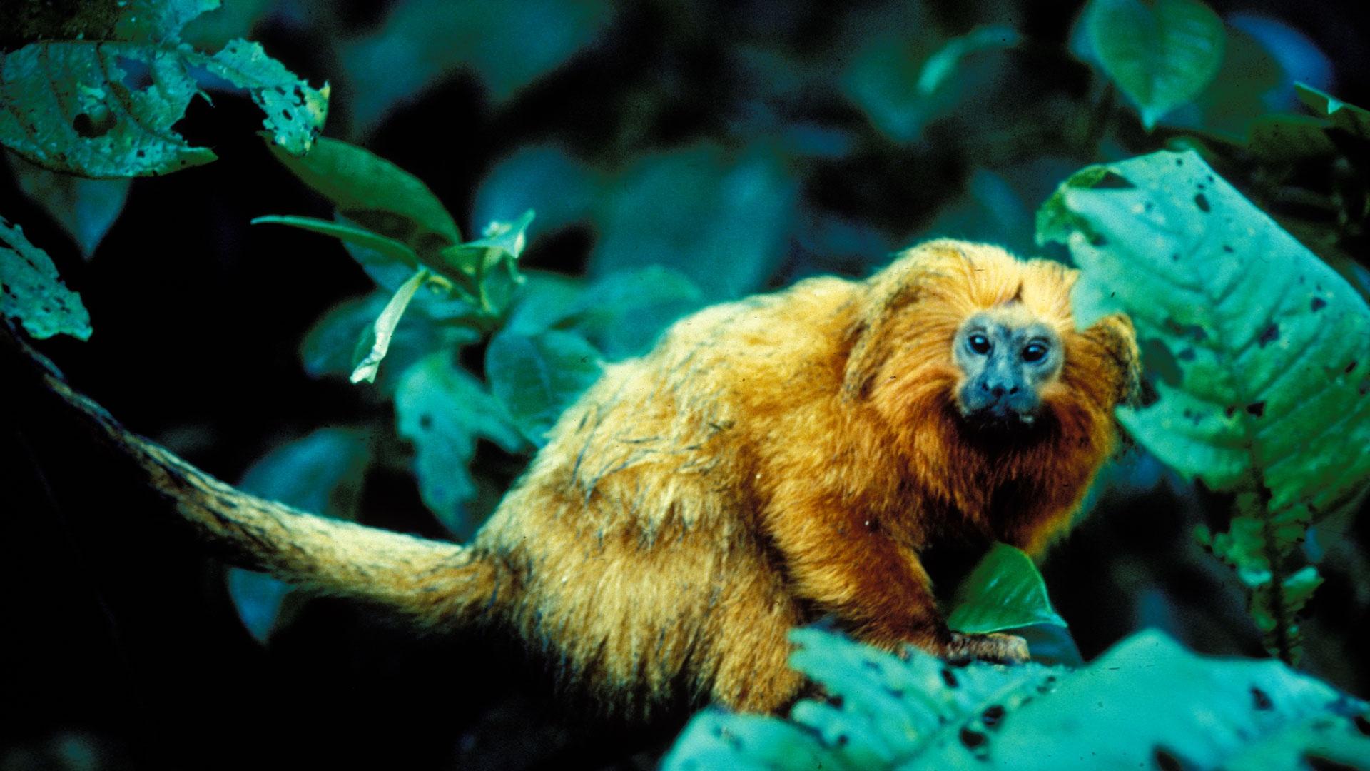 In Brazil, a scientist's quest to save endangered muriqui monkey 