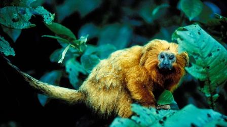 Video thumbnail: Nature Monkeys on the Edge