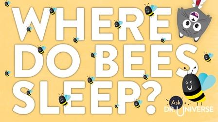 Video thumbnail: Ask Dr. Universe Where Do Bees Sleep?