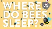 Where Do Bees Sleep?