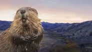 Want to Solve Wildfires and Drought? Leave it to BEAVERS!