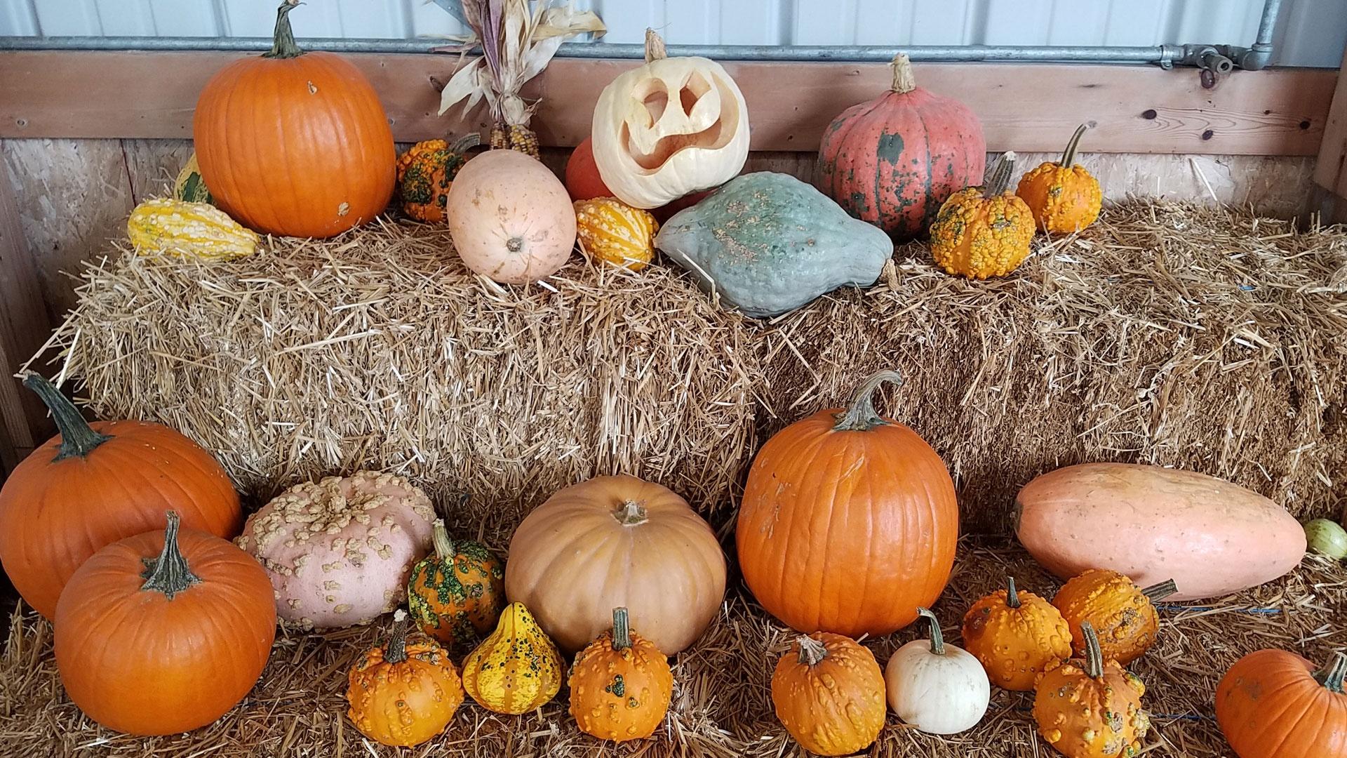 The making of a locally-grown Thanksgiving meal.