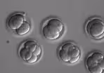 This gene-editing milestone raises big ethical questions
