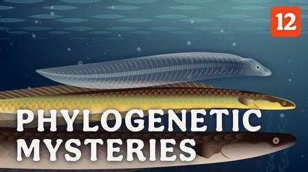 Video thumbnail: Crash Course Zoology Phylogenetic Mysteries