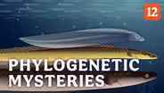 Phylogenetic Mysteries