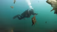 Diving Deep and Eating Insects