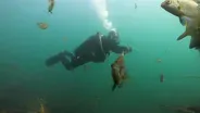 Diving Deep and Eating Insects