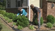 Pruning Boxwood & Watering Methods