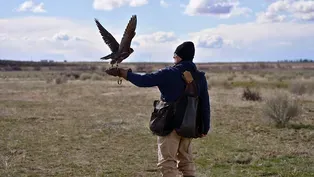 Preview of "The Art of Falconry"