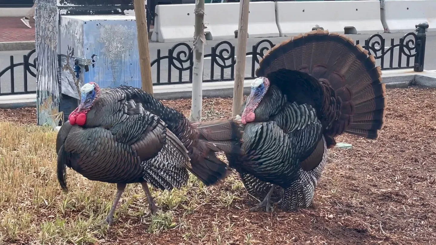Turkey Town
