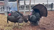 Turkey Town