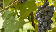 Adam Puchta Winery