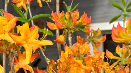 Video thumbnail: Making It Grow Sesquicentennial State Park