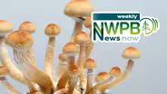 4. Psilocybin Mushrooms, Invasive Mussels, Highway 12 Project: February 7, 2025