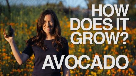 Video thumbnail: How Does It Grow Avocado
