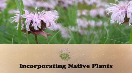 Video thumbnail: Let's Grow Stuff Incorporating Native Plants