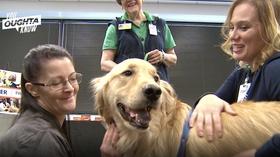 Video thumbnail: You Oughta Know Therapy Dogs: The Furriest Way to De-Stress